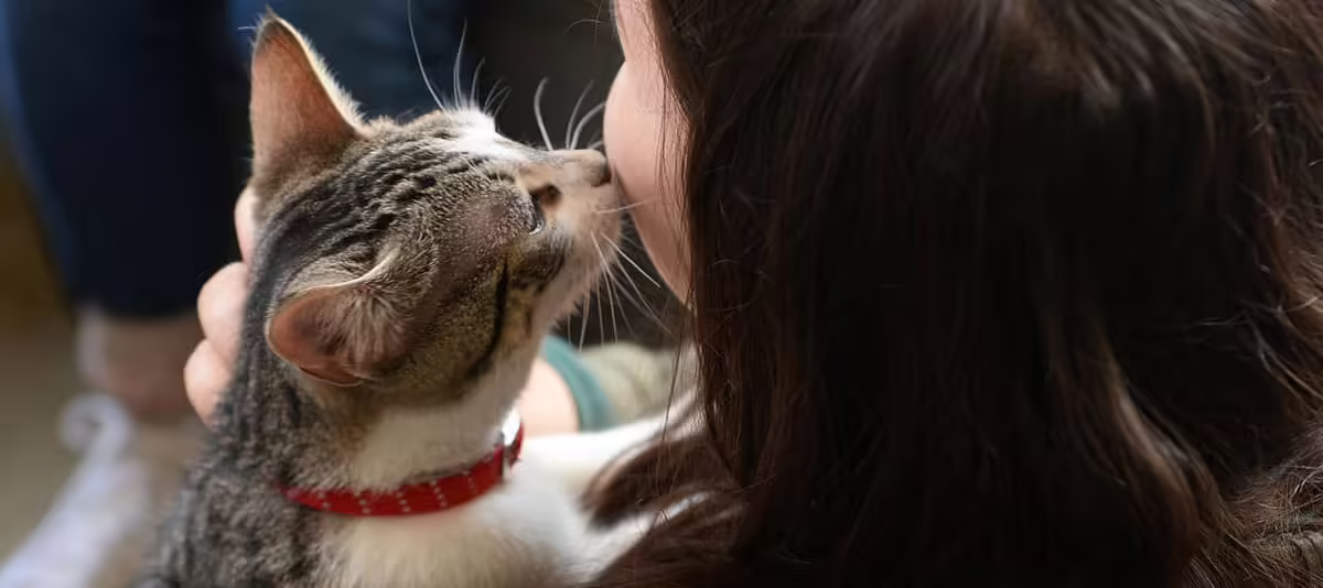 Кошки лечат людей