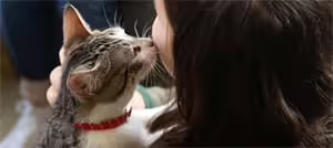 Кошки лечат людей