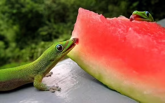 foto-